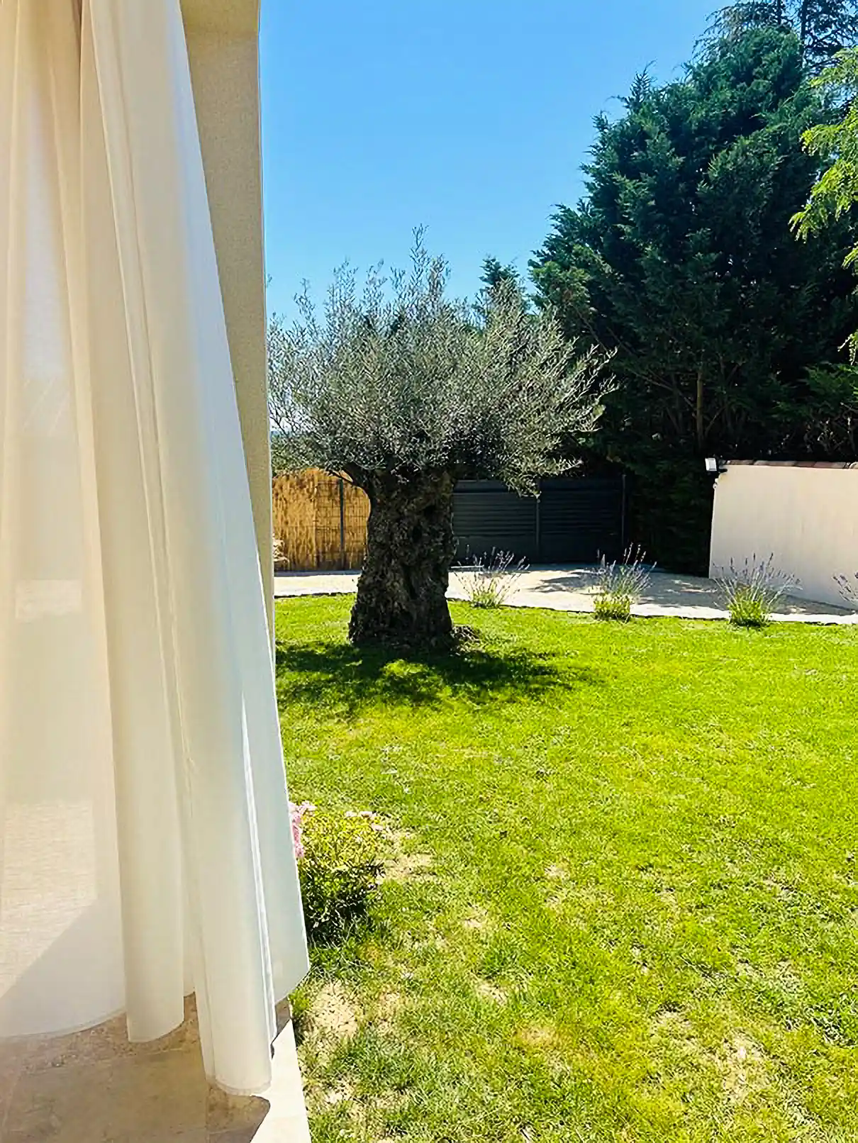 Vue depuis la terrasse sur un olivier centenaire, jardin Ledoux Paysage